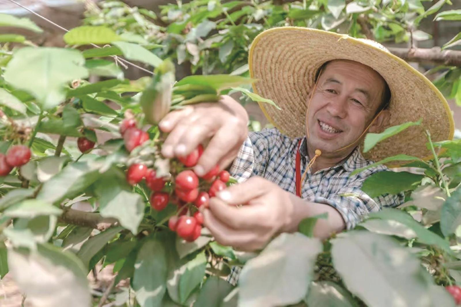 采摘樱桃
