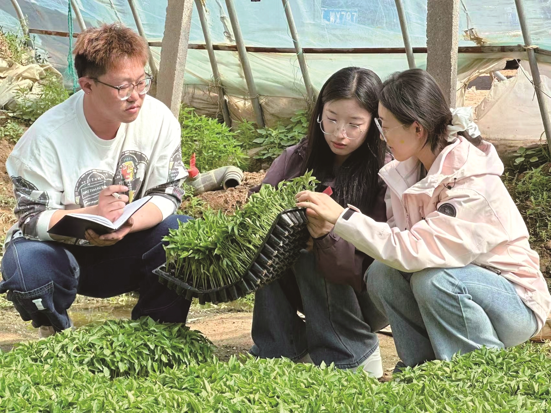 驻站学生察看作物长势