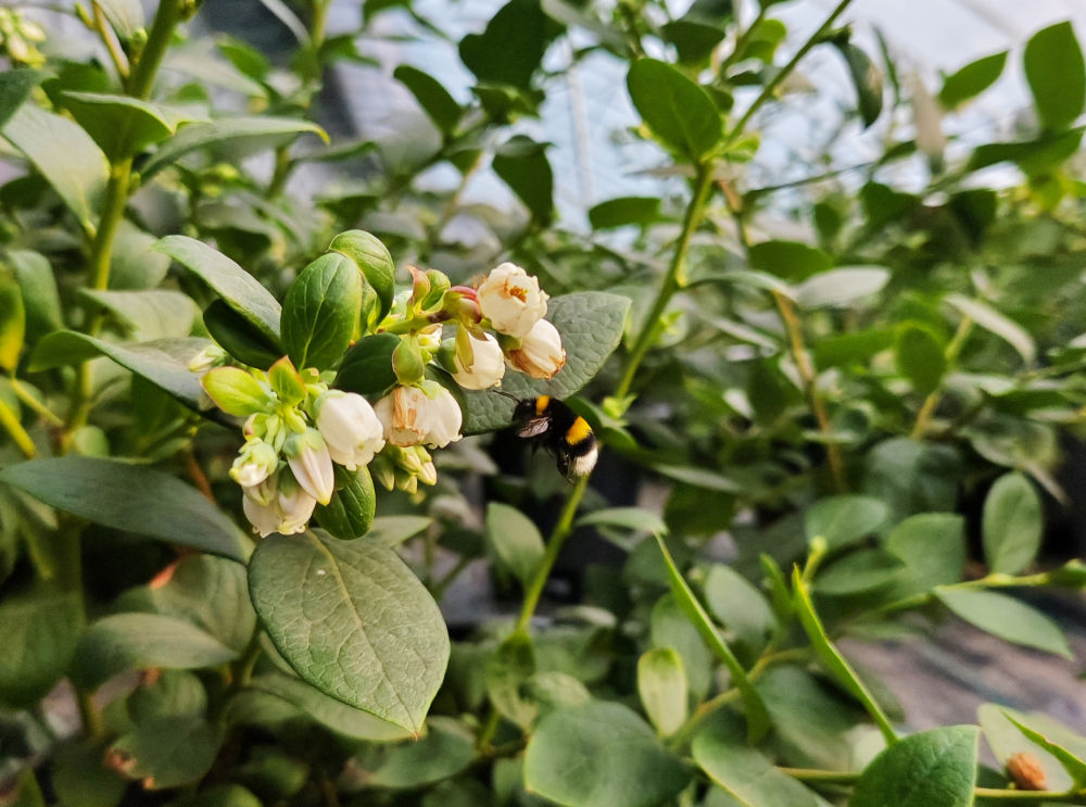 2026年5月13日,伊春友好蓝莓基地蓝莓种植棚内,蜜蜂正在授粉。新华社记者 王祚 摄