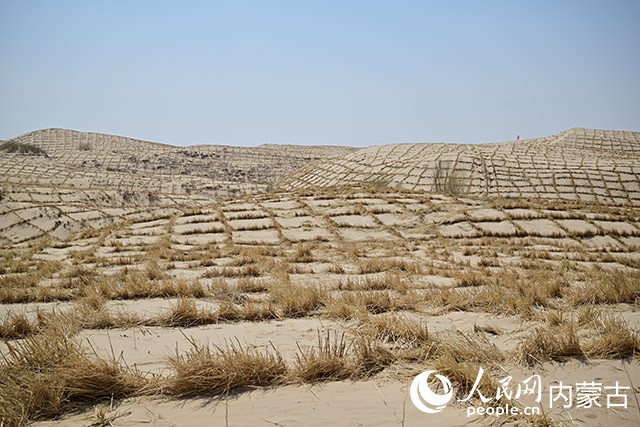 奈曼旗老哈河流域科尔沁沙地综合治理项目光辉村综合治沙项目草方格治沙。人民网记者 寇雅楠摄