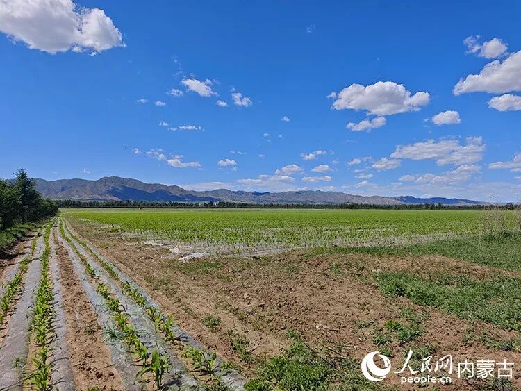 岱海周边农田“水改旱”,覆上地膜,使用节水技术种植。人民网记者 刘艺琳摄 岱海周边农田“水改旱”,覆上地膜,使用节水技术种植。人民网记者 刘艺琳摄