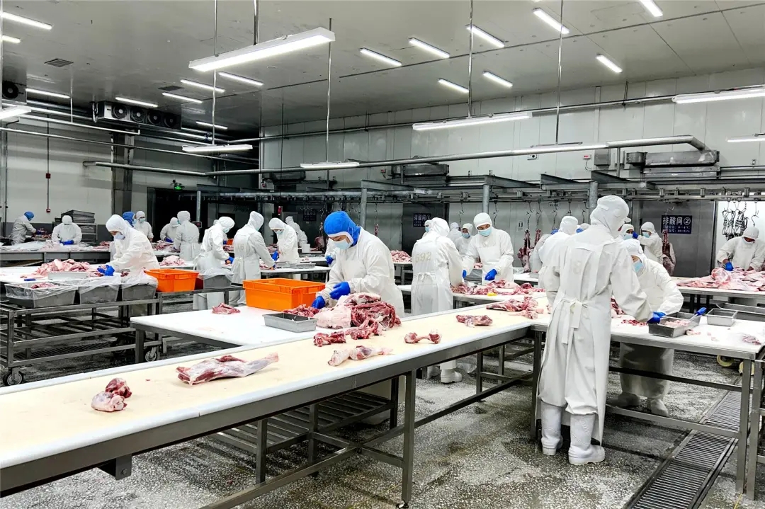 呼伦贝尔肉业集团分割车间内工作人员正在工作 供图 呼伦贝尔市人民政府