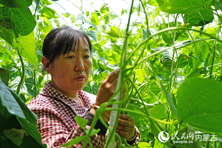 靳琴正在照料大棚里种植的豆角。人民网记者 苗阳摄