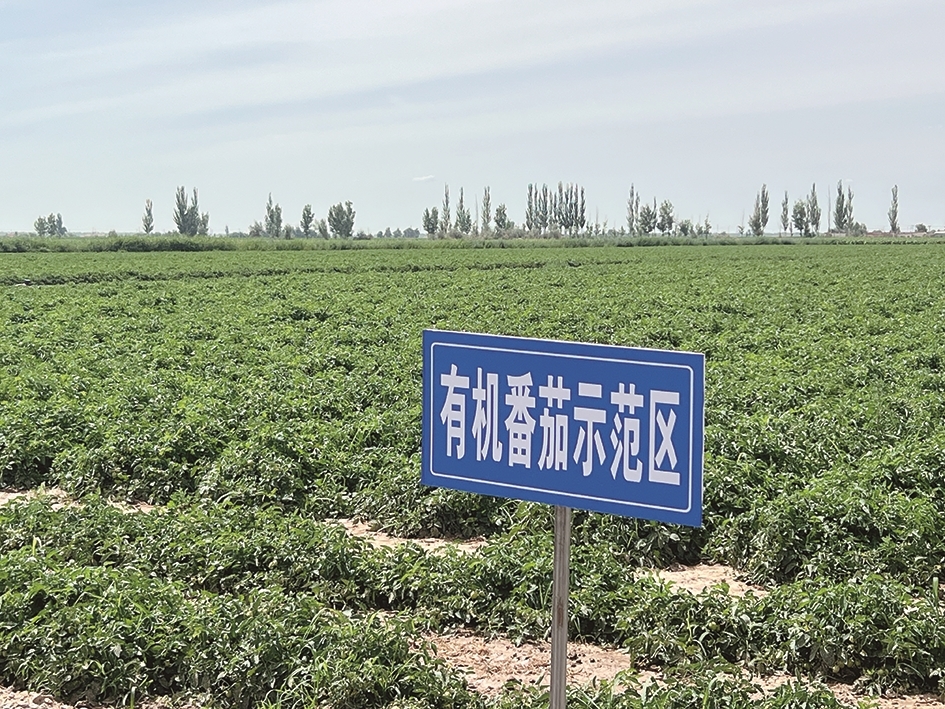 桃来村千亩有机番茄标准化种植示范基地