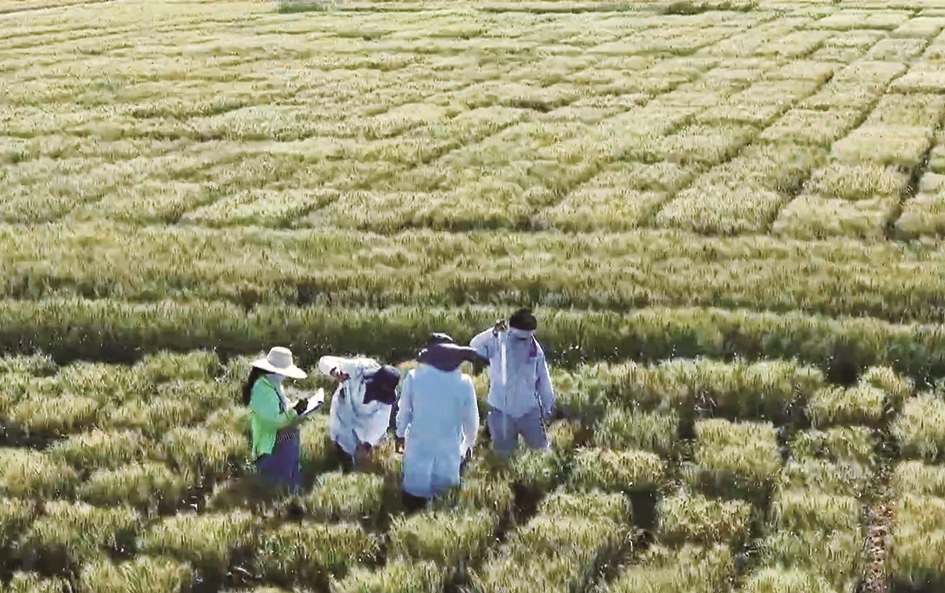 杭锦后旗陕坝镇春光村的小麦科技小院试验基地