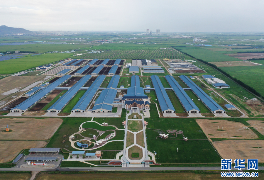 呼和浩特市伊利敕勒川生态智慧牧场(2025年7月28日摄,无人机照片)。新华社记者 李志鹏 摄