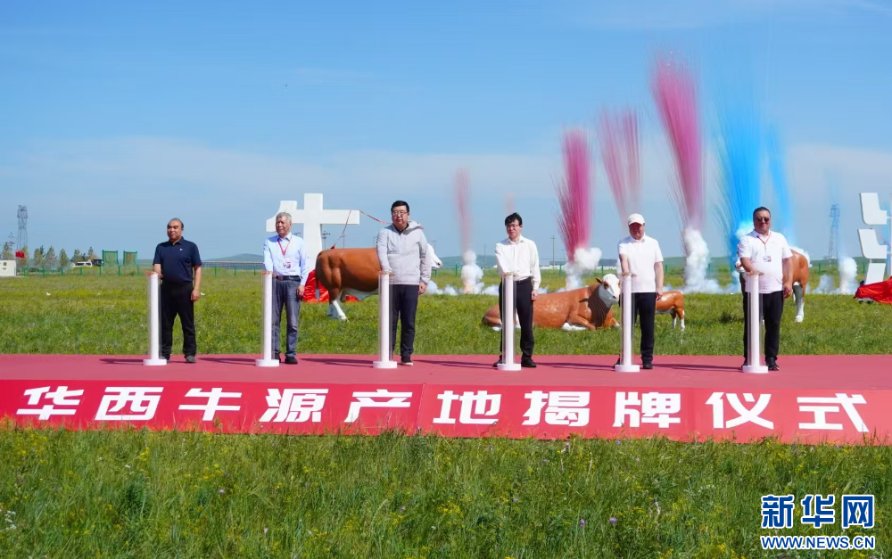 7月28日,华西牛源产地在内蒙古锡林郭勒盟乌拉盖管理区揭牌。新华网 李国栋摄
