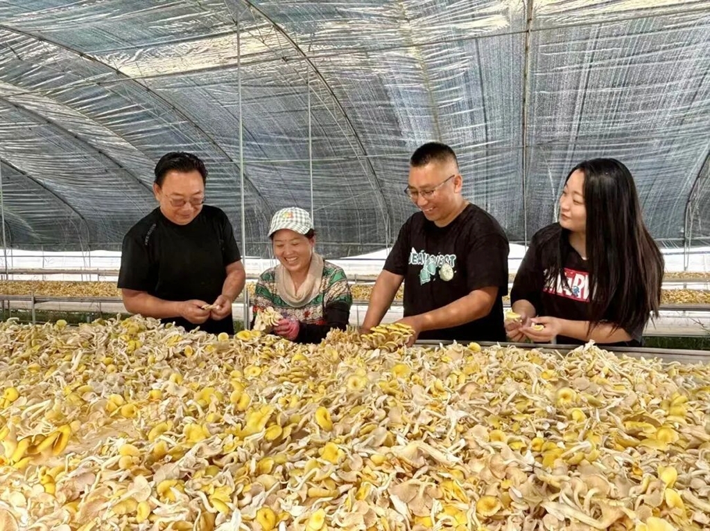 摊晾榆黄菇