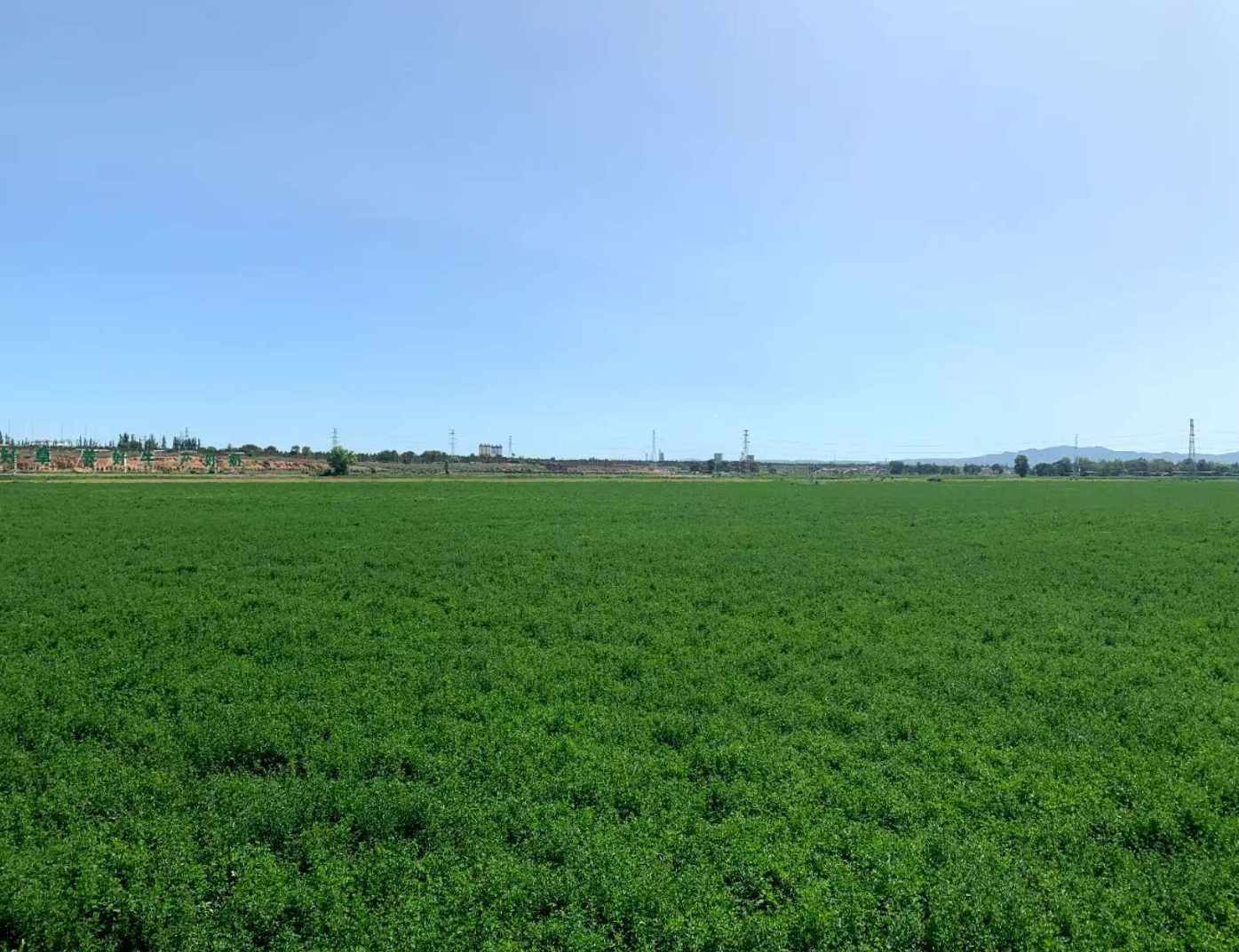 图为优质饲草基地。记者 张枨摄