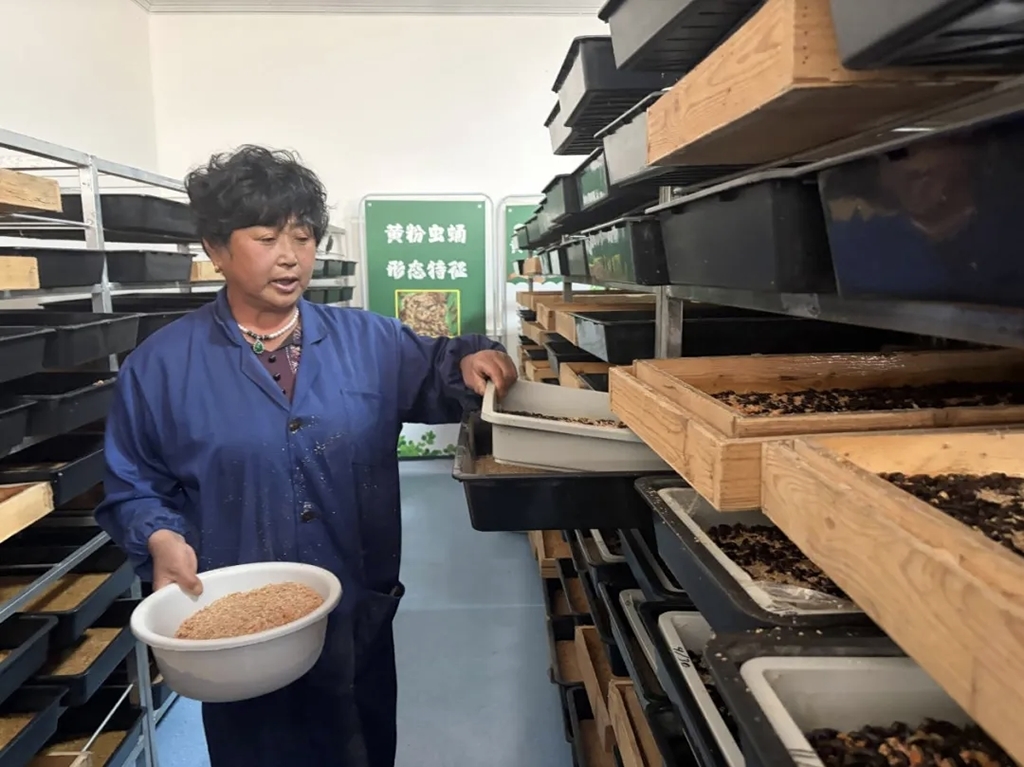 闫培花在给黄粉虫喂食
