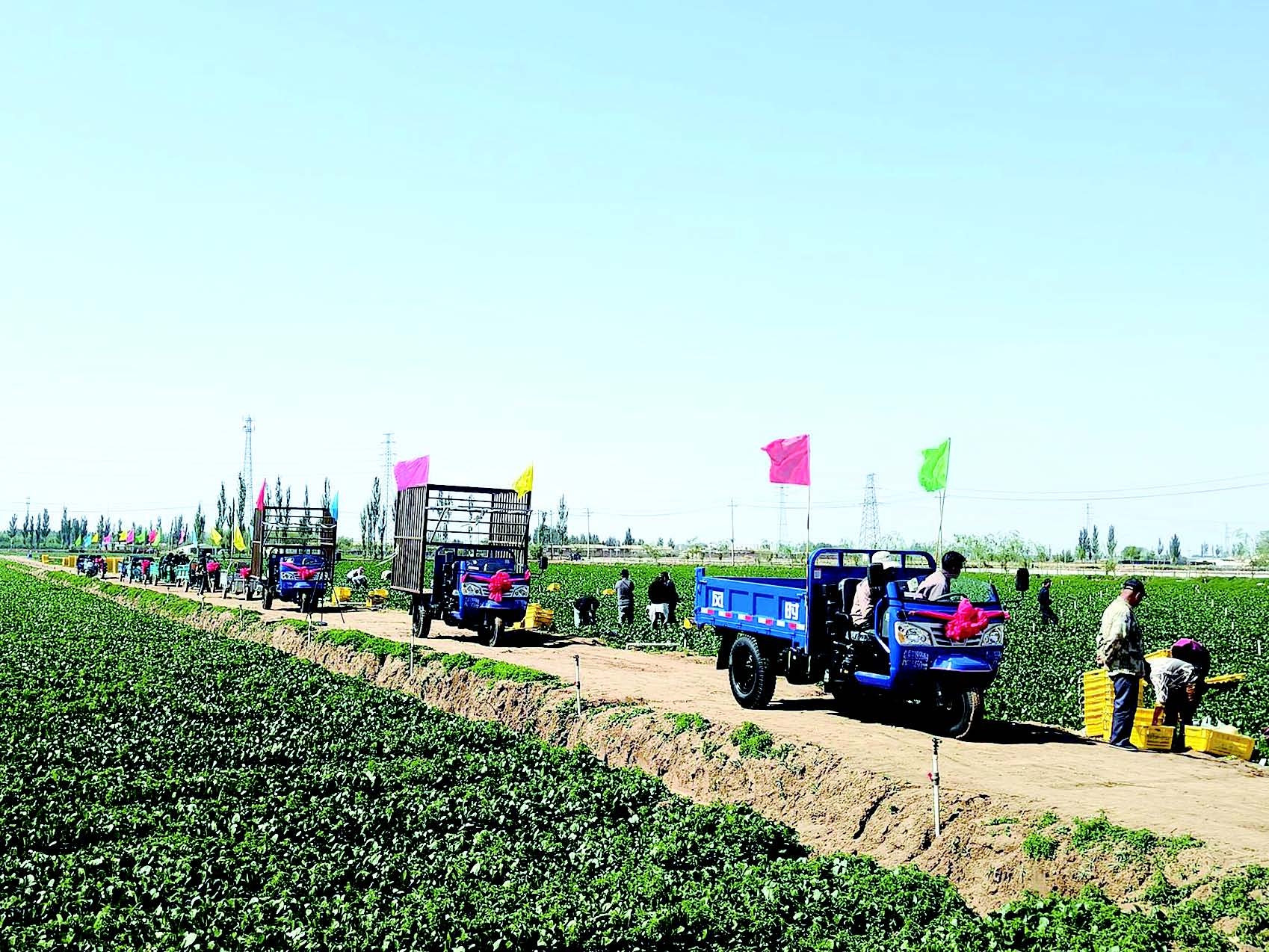加快冷凉蔬菜基地建设