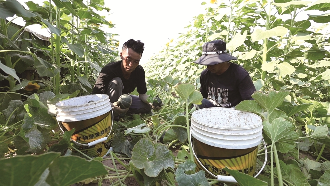 采摘贝贝南瓜