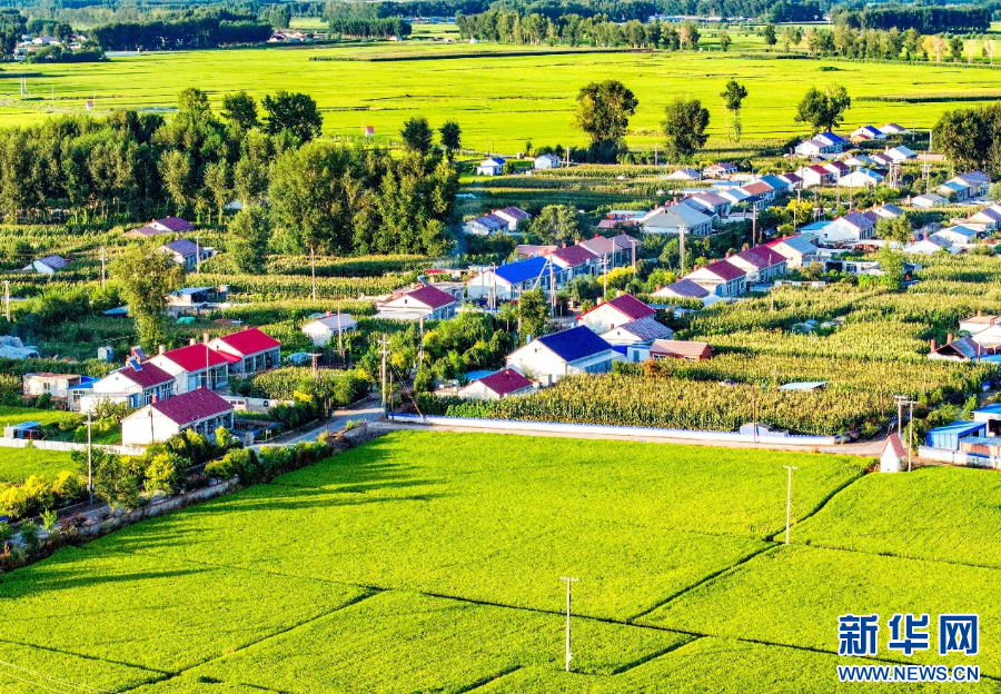 8月17日,在兴安盟扎赉特旗好力保镇五道河子村,稻田与民居构成一幅美丽的田园画卷(无人机照片)。新华网发(王正 摄)