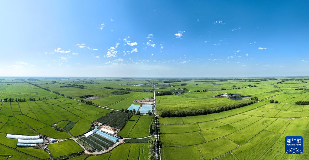8月20日在内蒙古兴安盟扎赉特旗好力保镇拍摄的稻田(无人机照片)。 初秋时节,内蒙古兴安盟扎赉特旗水稻田景色秀美。目前正值水稻灌浆期,当地水稻整体长势良好,丰收在望。 新华社记者 贝赫 摄