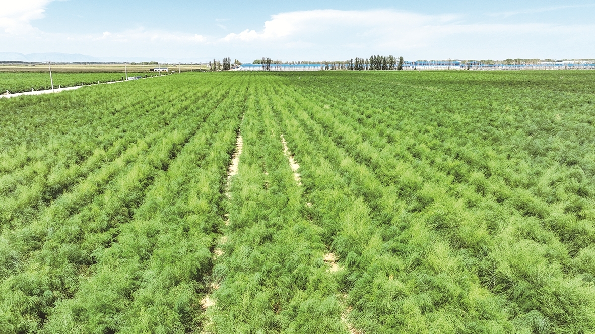 圣牧草业乌兰布和沙漠有机芦笋种植示范园区