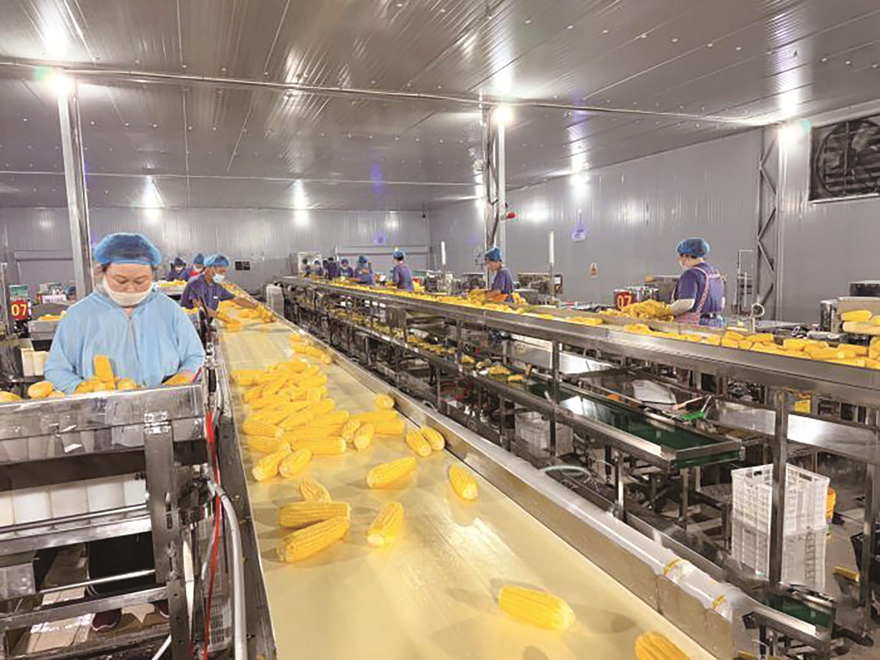 鲜食玉米加工车间