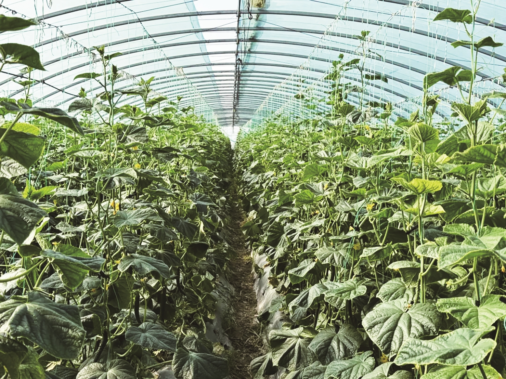 黄瓜种植大棚