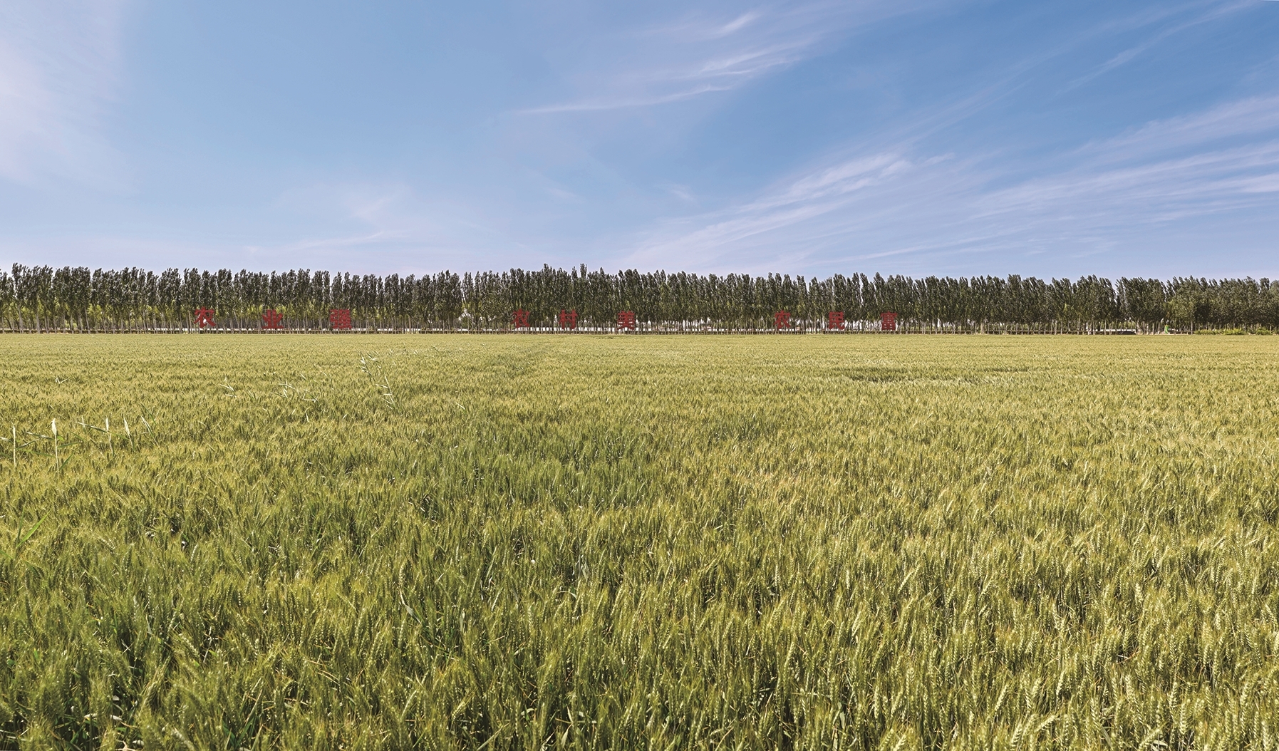 自治区级小麦“看禾选种”平台(资料图)