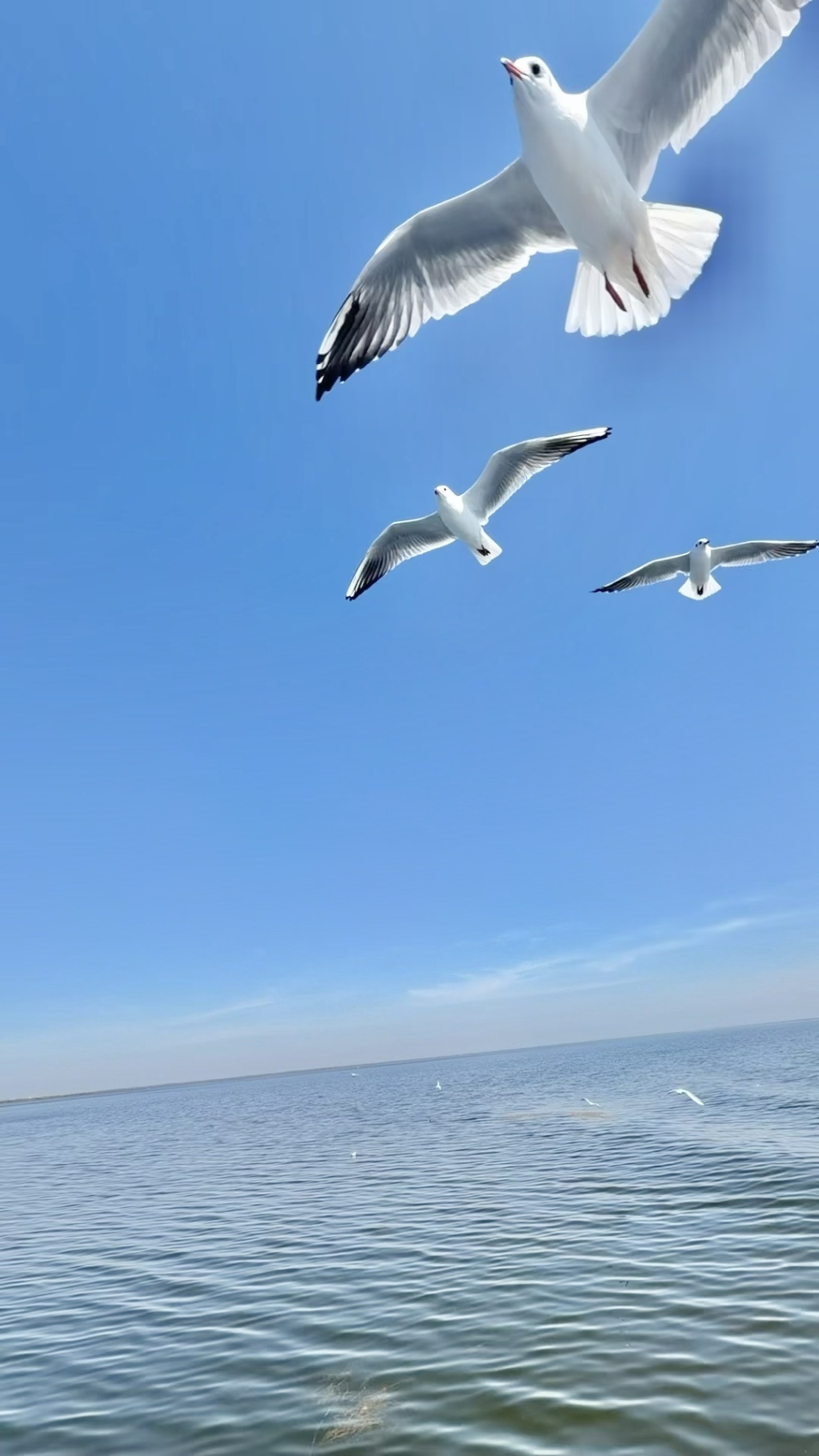 9月15日,群鸟在乌梁素海上空振翅飞翔。 澎湃新闻记者 王珏玮 图