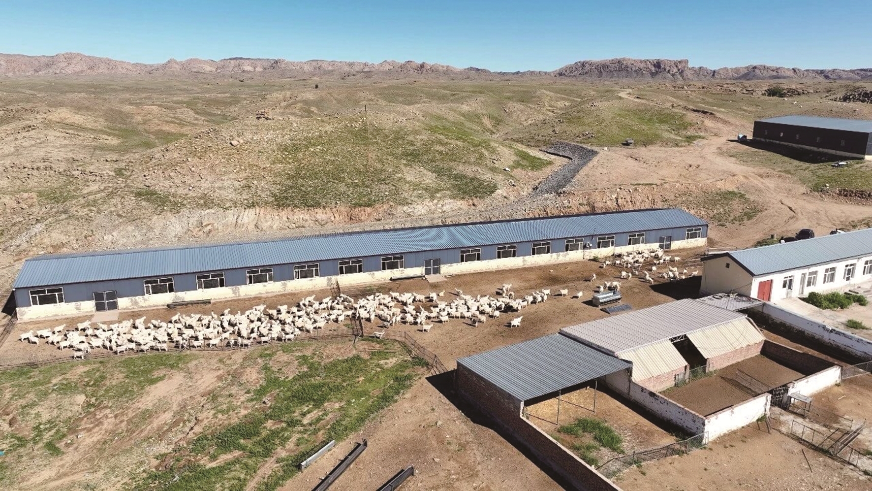 二狼山白绒山羊养殖基地