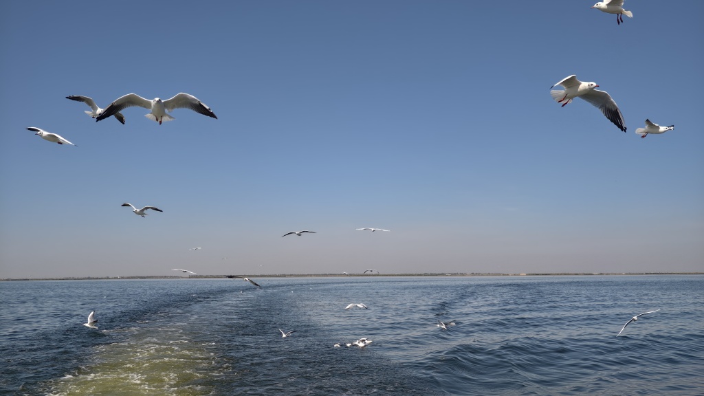 9月15日,群鸟飞翔在乌梁素海上空。 澎湃新闻记者 王珏玮 图