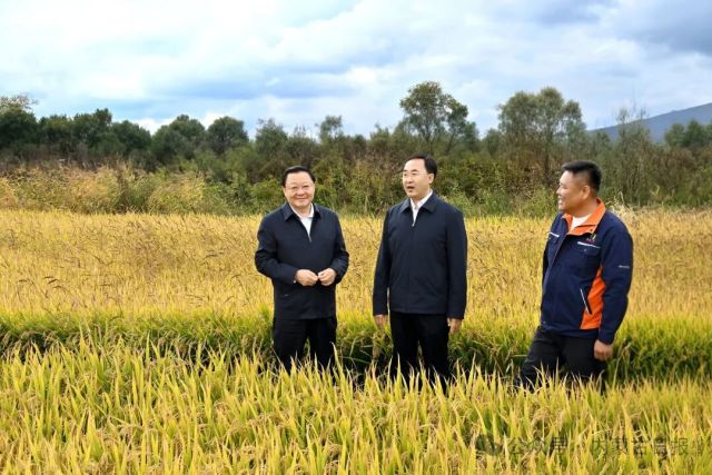 9月21日,自治区党委书记、人大常委会主任王伟中来到乌兰浩特市乌兰哈达镇三合村,走进田间地头察看水稻收割、秋粮收储情况。草原云记者 马建兵 摄 图片