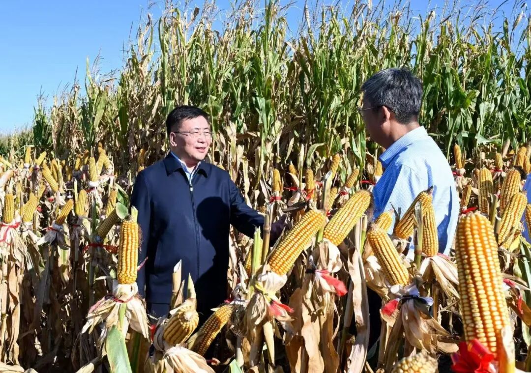 9月21日,包钢在乌拉特中旗乌加河镇联丰奋斗村,听取玉米滴灌密植技术、品种选育等情况介绍。记者 孟和朝鲁 摄