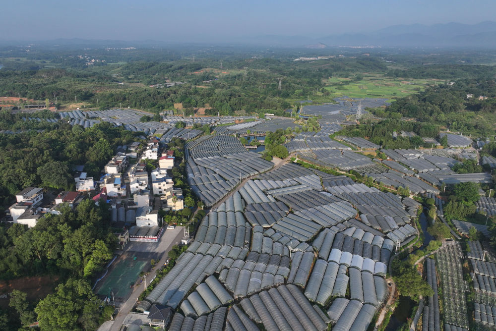 这是8月11日拍摄的广西桂林全州县才湾镇毛竹山村葡萄园(无人机照片)。新华社记者 黄孝邦 摄