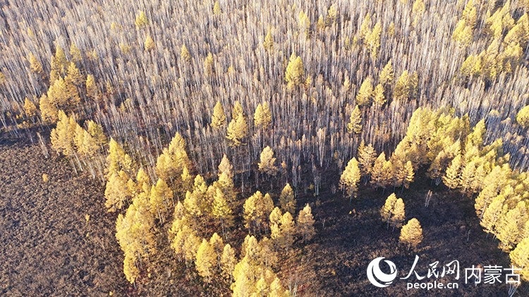 9月底，内蒙古根河市秀水山庄附近，大兴安岭北麓的兴安落叶松与白桦林披上金装。人民网记者 张力洋摄