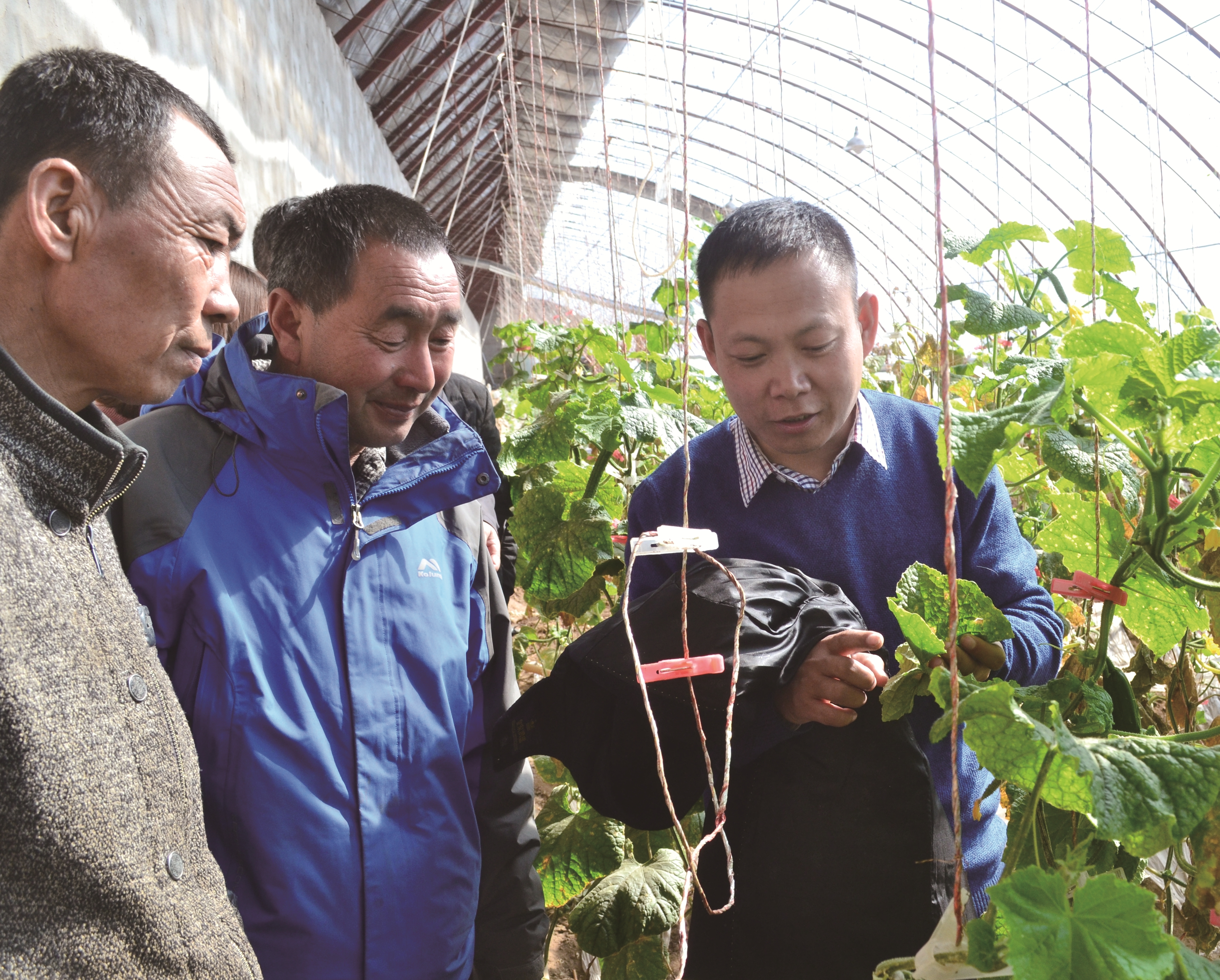 科技特派员指导大棚种植户生产