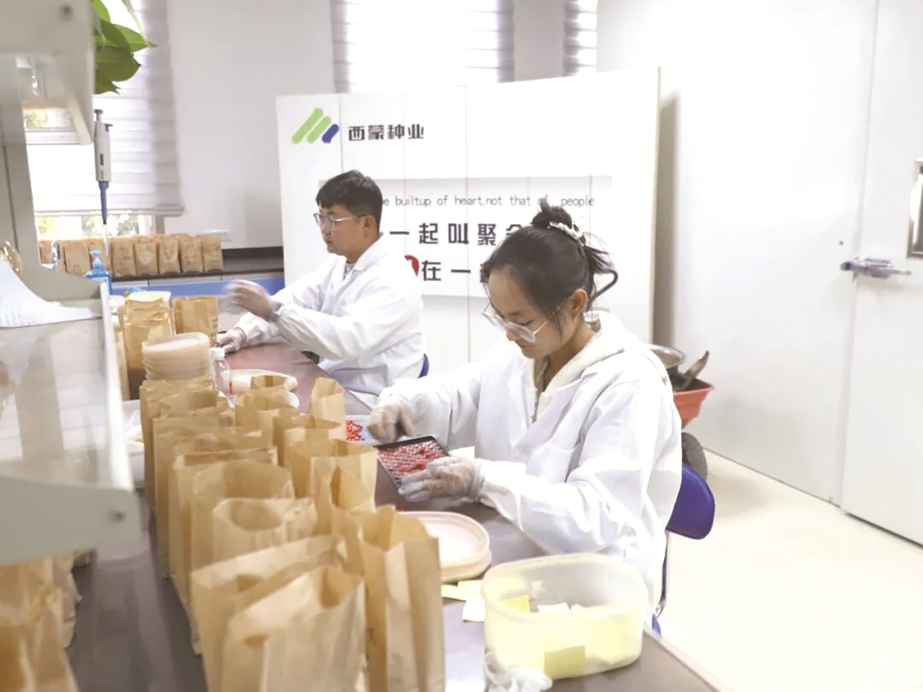制种实验